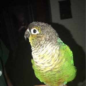 Meet your Posher, Ebad