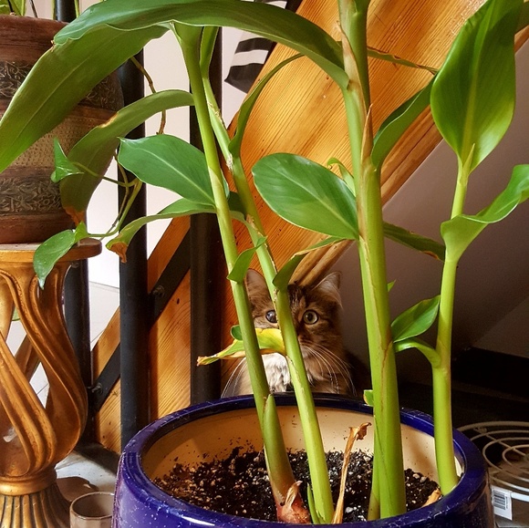 Meet your Posher, Marissa - Picture 2 of 2