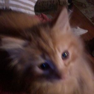 Meet your Posher, Robin