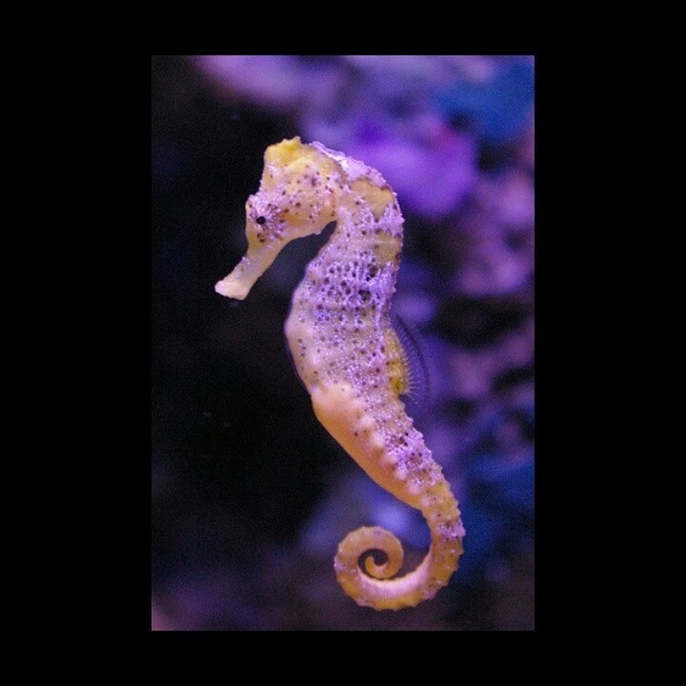 Meet your Posher, Jmariah