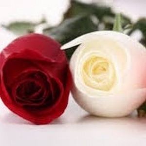 Meet your Posher, Lyubov