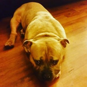 Meet your Posher, Donald