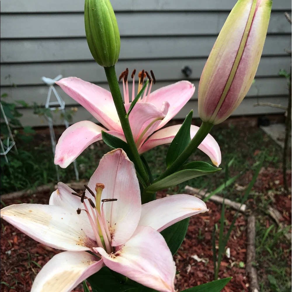 Meet your Posher, Grace