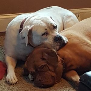 Meet your Posher, Donna