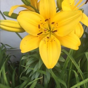 Meet your Posher, Rossina