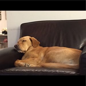 Meet your Posher, Misha