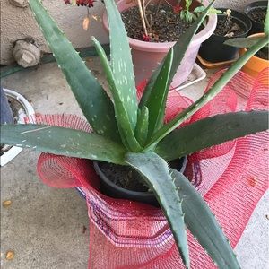 Meet your Posher, Jane