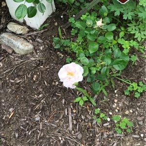 @rose_bling for you!