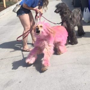 Meet your Posher, Noah