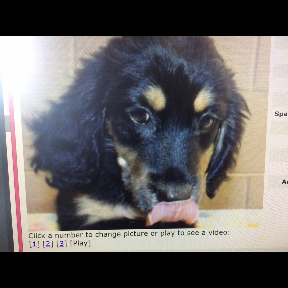 Meet your Posher, Elizabeth