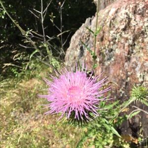 Meet your Posher, Joan