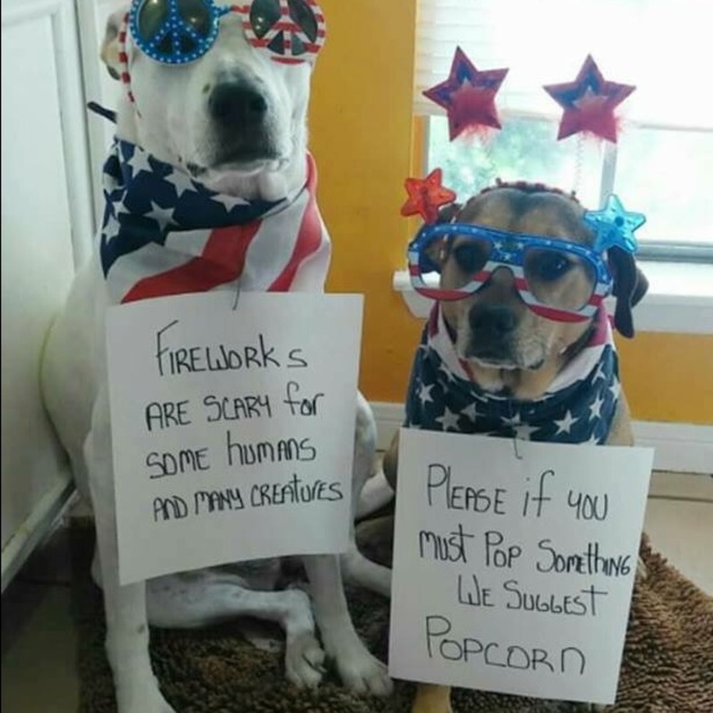 Fireworks are scary for dogs