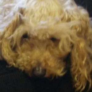 Meet your Posher, Luz