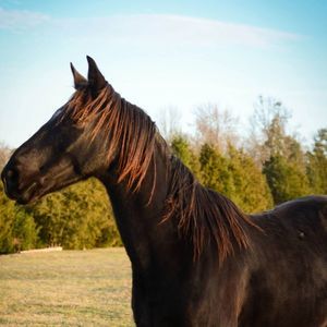 Meet your Posher, Amelia