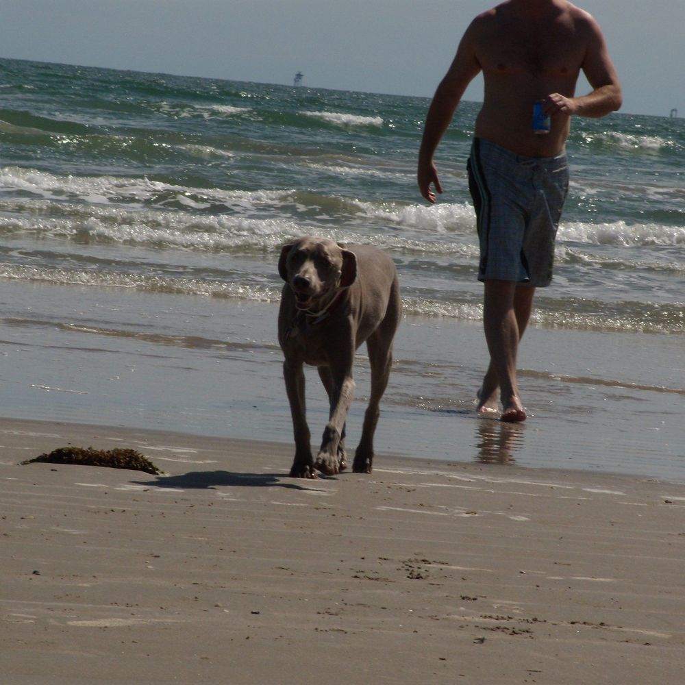 Meet your Posher, Beau