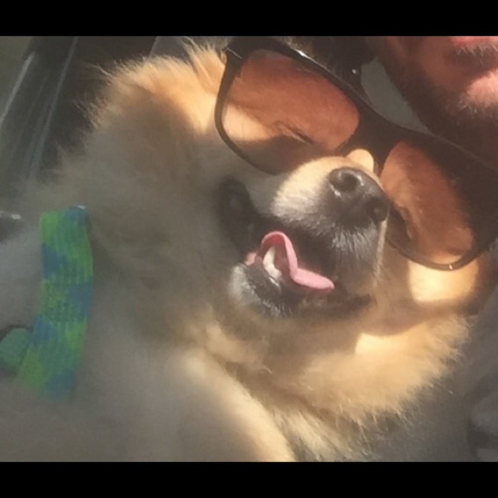 Meet your Posher, Paul