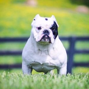 Meet your Posher, Robbie