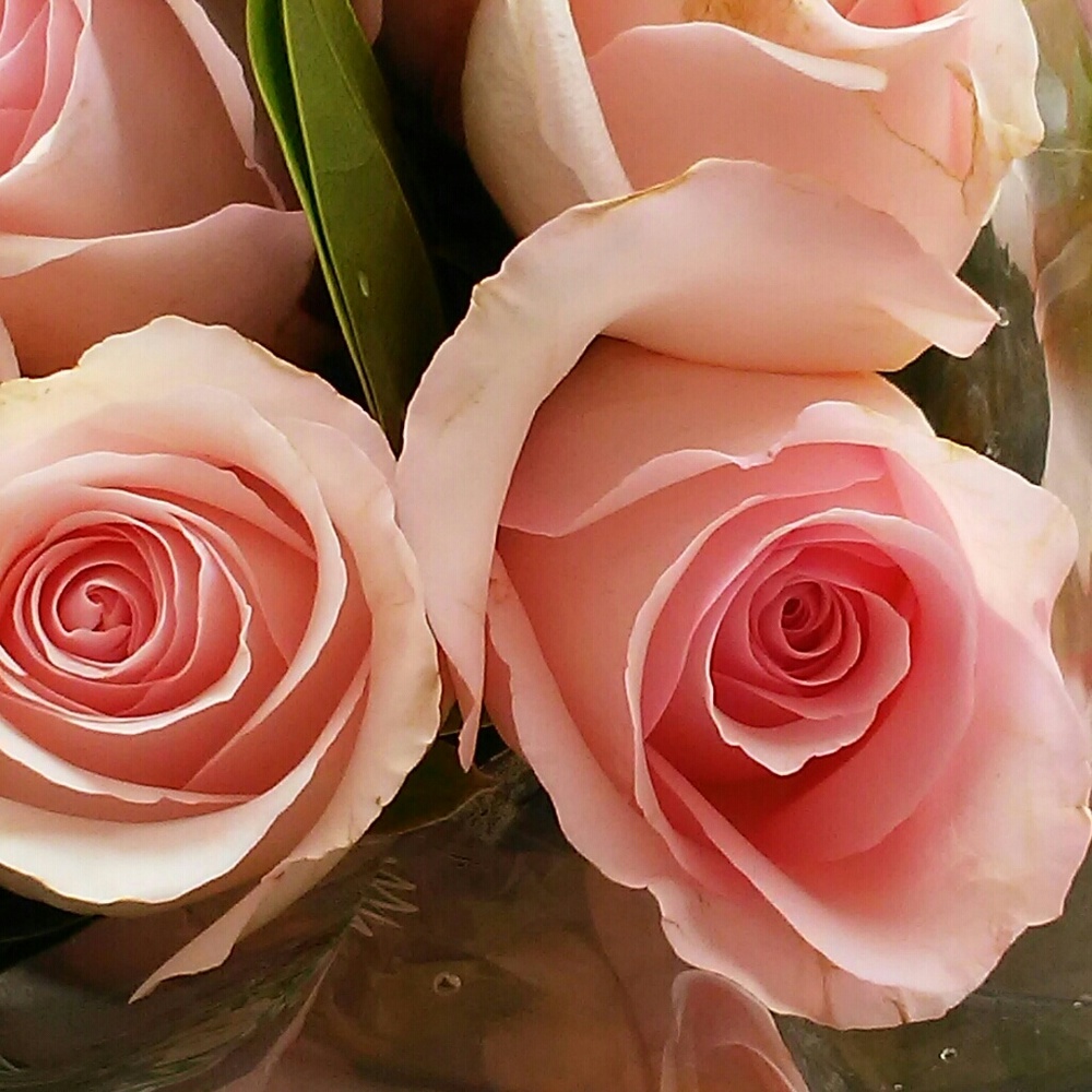 Meet your Posher, Pkatie