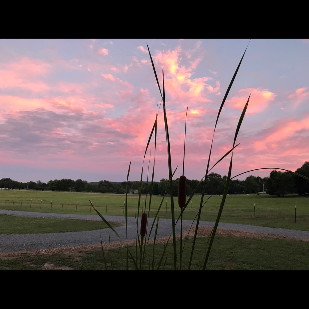Meet your Posher, Adoree