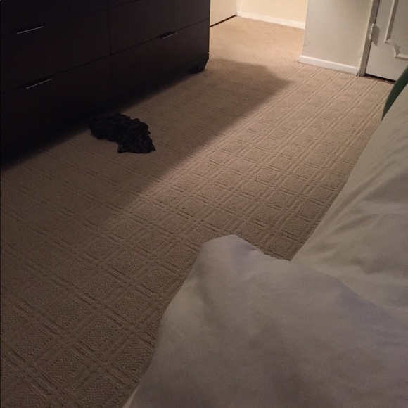 Meet your Posher, Talya - Picture 1 of 1