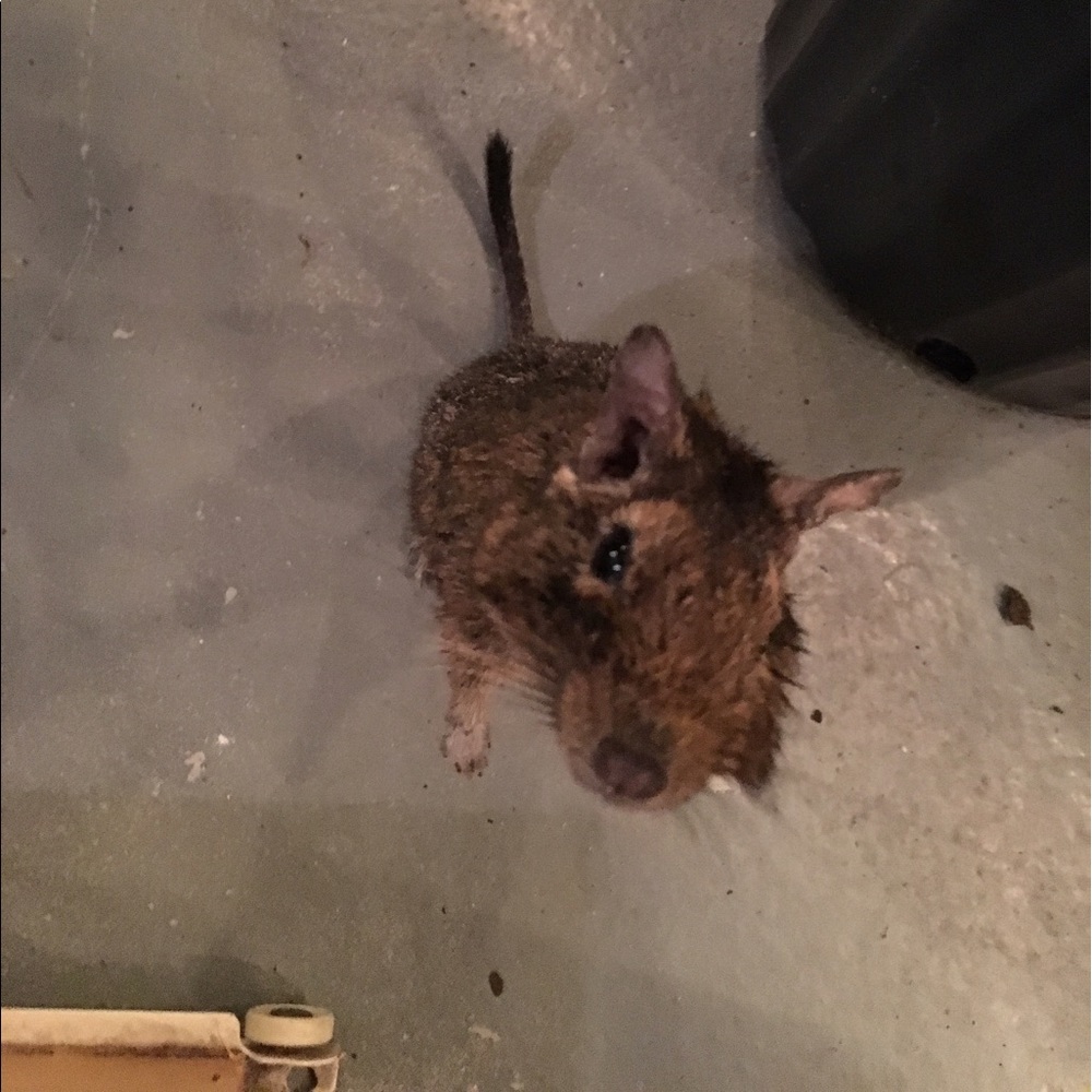 Meet your Posher, Miranda