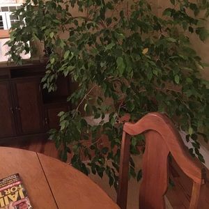 Meet your Posher, Armand