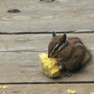 Meet your Posher, Josh