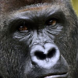 Meet your Posher, Tre