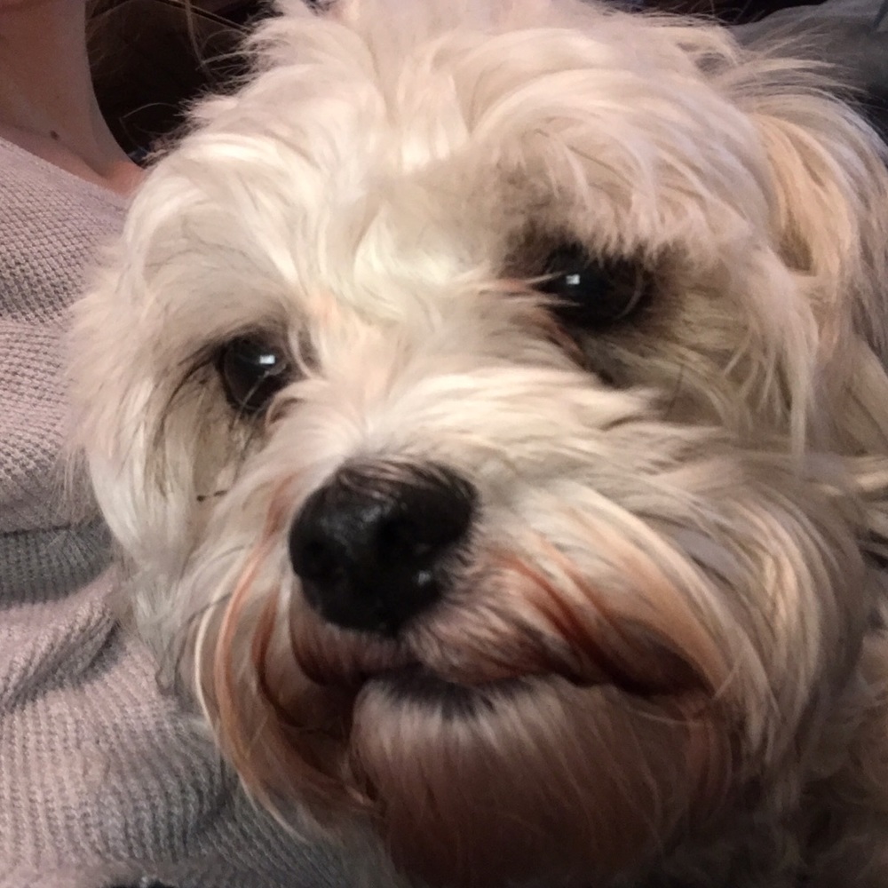 Meet your Posher, Gracie