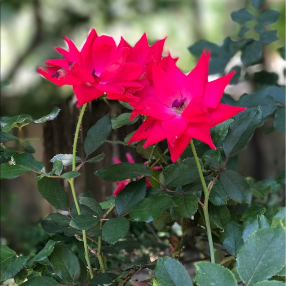 Meet your Posher, Jesse - Picture 1 of 1