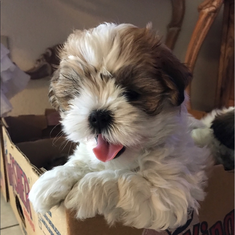 Meet your Posher, Anh