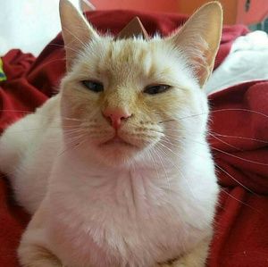 Meet your Posher, Vasilisa