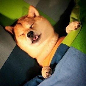 Meet your Posher, Casey