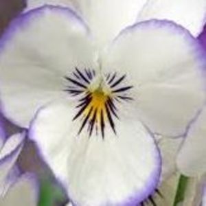 Meet your Posher, Carol