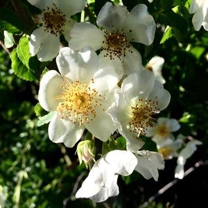 Meet your Posher, Evgenia