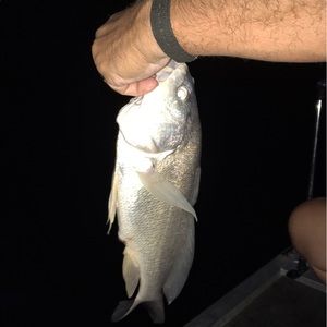 Meet your Posher, Spencer