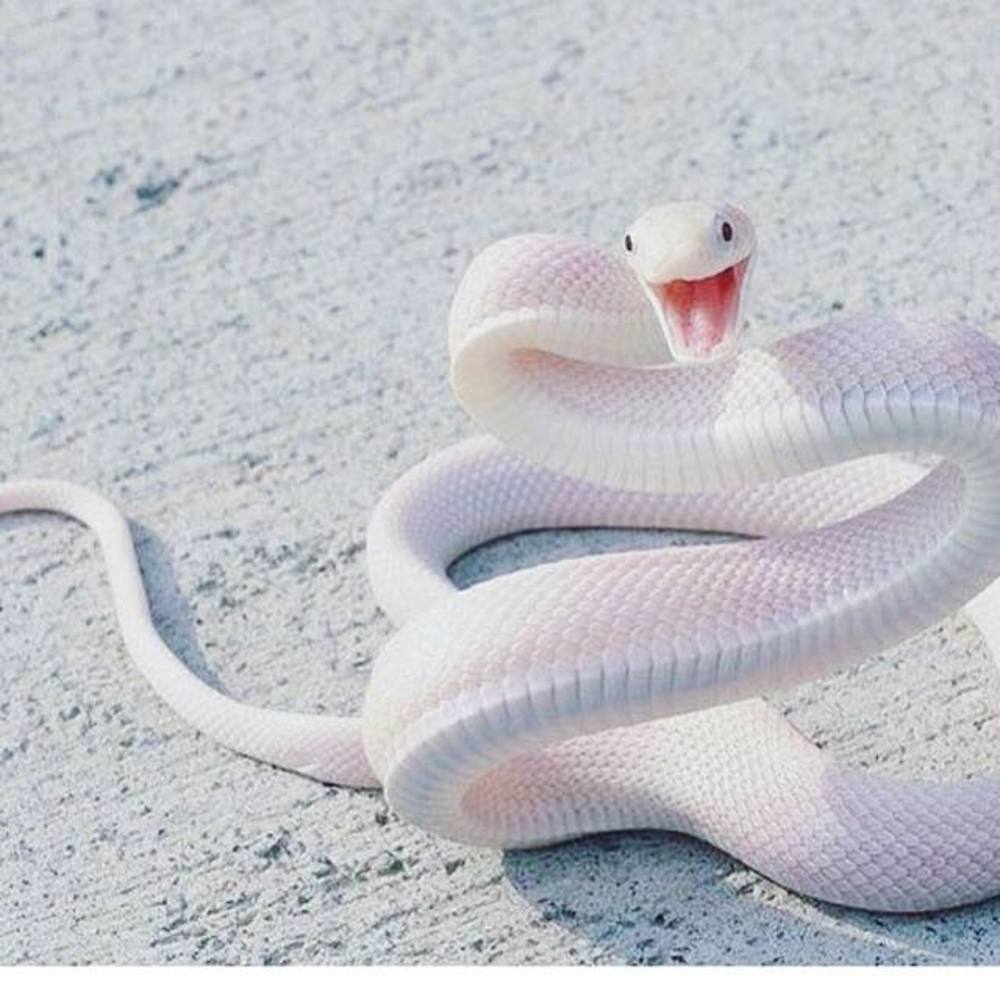 Meet your Posher, Adriana