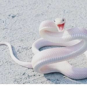 Meet your Posher, Adriana