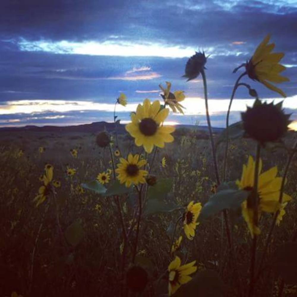 Meet your Posher, Des