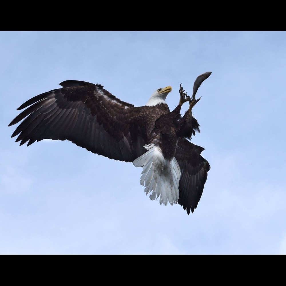 Meet your Posher, Darcy