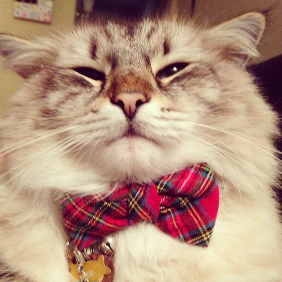 Meet your Posher, Hillary - Picture 2 of 5