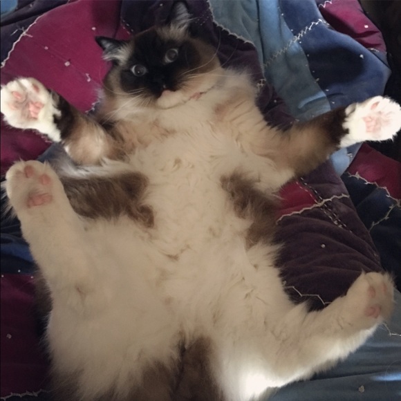 Meet your Posher, Hillary - Picture 3 of 5