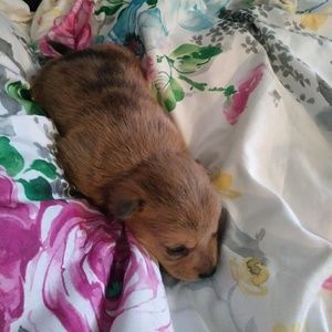 Meet your Posher, Todd