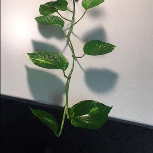 Meet your Posher, Jessia