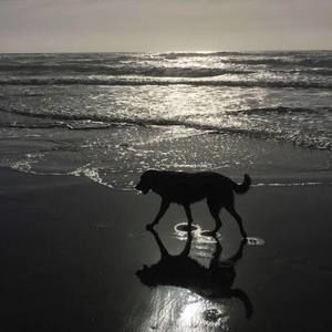 Meet your Posher, Cheyenne