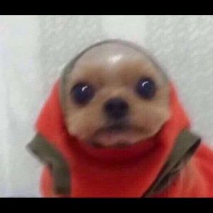 Meet your Posher, Sierra