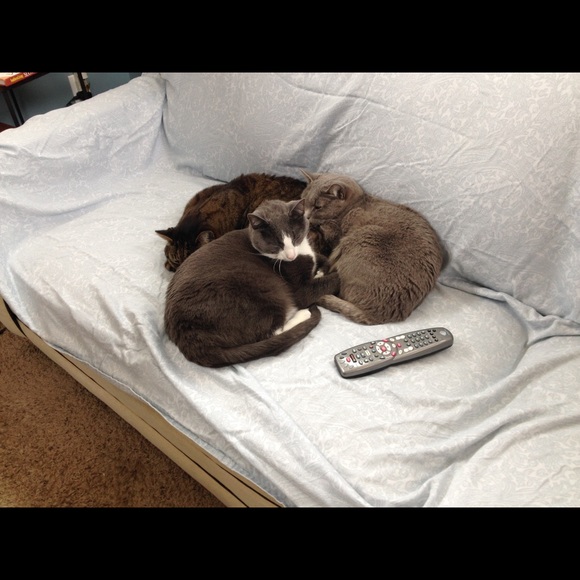 Meet your Posher, Dani - Picture 8 of 11