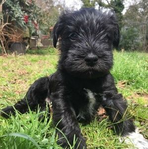 Meet your Posher, Caroline