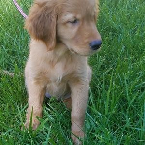 Meet your Posher, Heidi