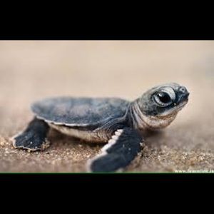 Meet your Posher, Demond